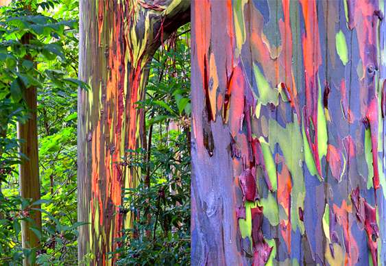 Troncos de árvores arco-íris