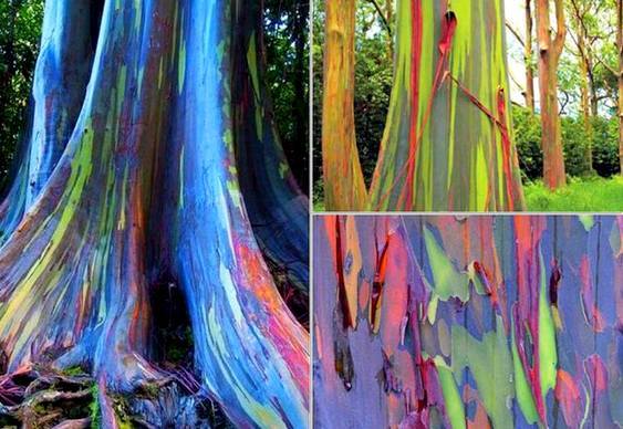 Troncos de árvores coloridas