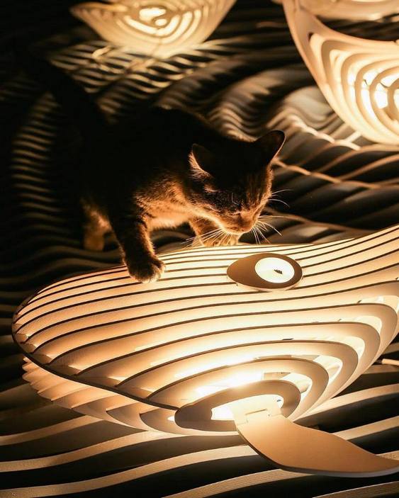 Gato em cima da baleia