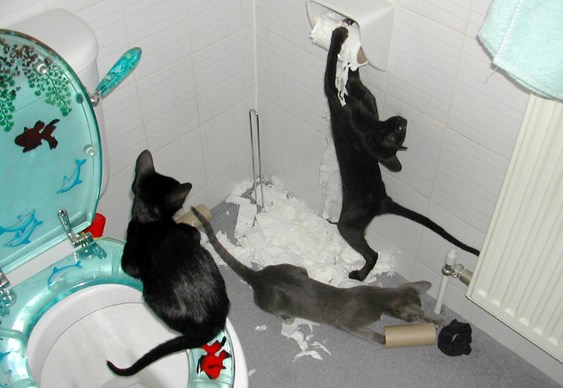 Gatos bagunçando o banheiro