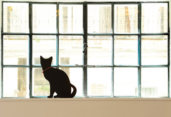 Silhueta de gato na iluminação