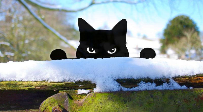 Silhueta de gato preto
