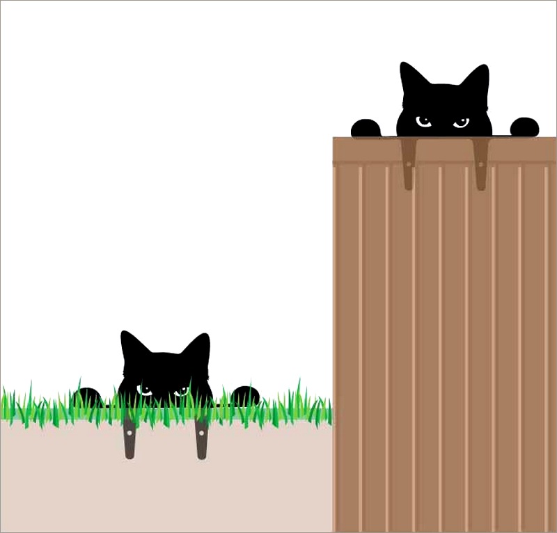 Gato preto