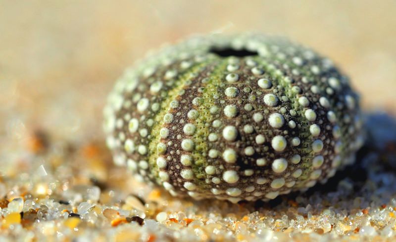 Fóssil de Echinoidea