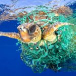 Tartaruga marinha luta pela vida enroscada numa rede de pesca